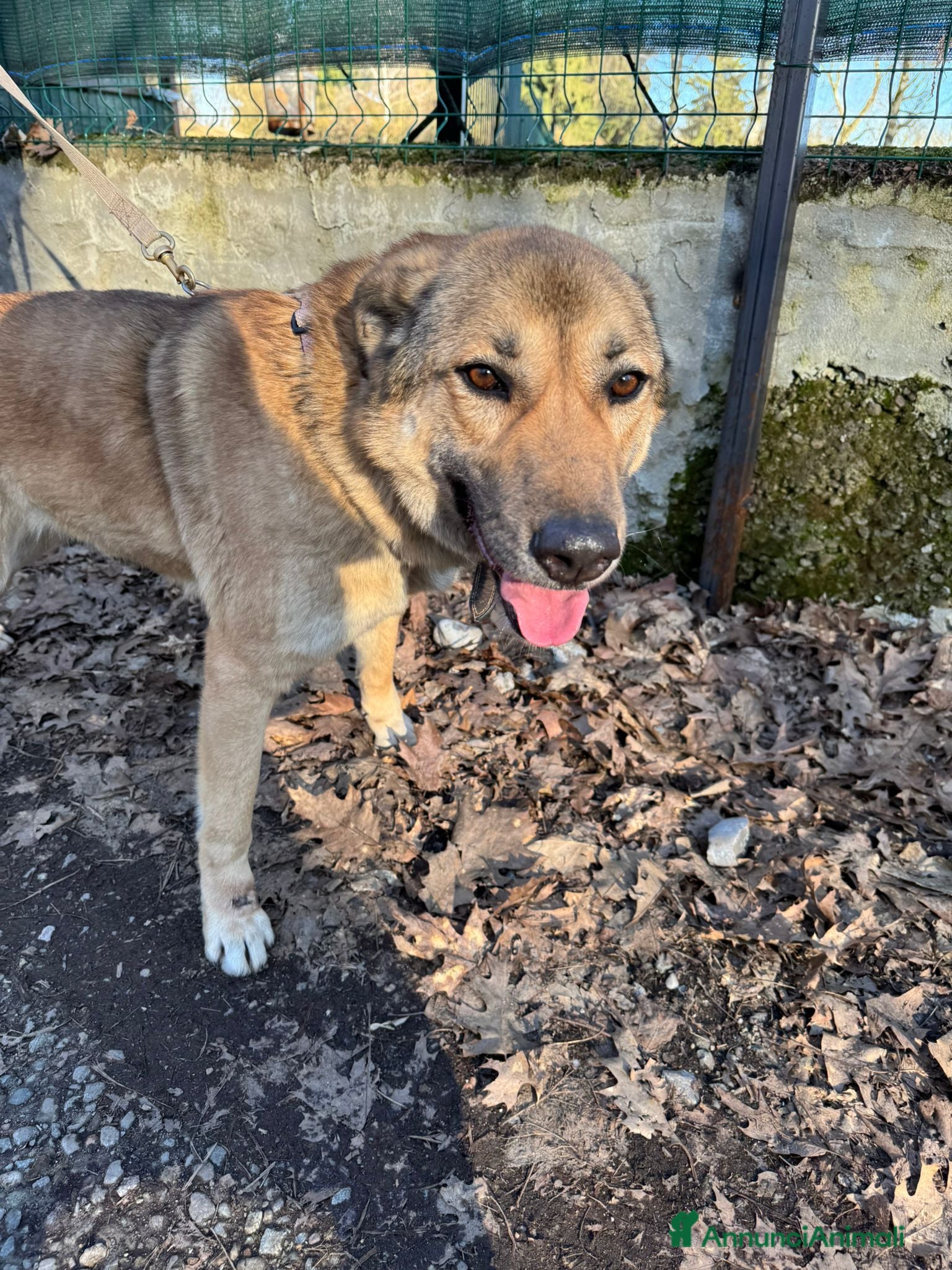 Meticcio cani in regalo: Whisky, un tenerissimo meticcio  - Annuncio 7