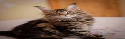 Maine Coon gatti in vendita: Gattina splendita dall'allevamento Mainemarie - Annuncio 6