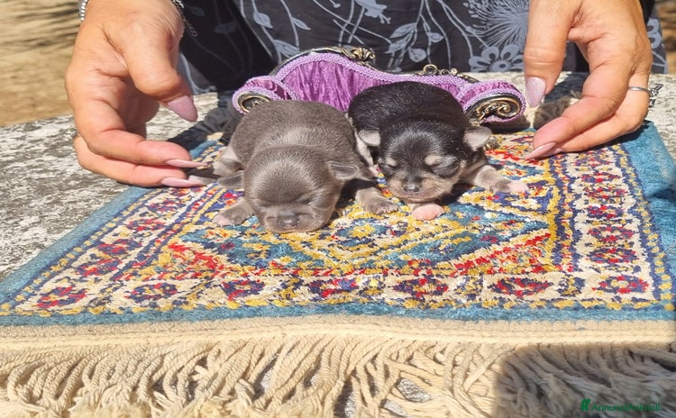 Chihuahua cani a Città Metropolitana di Torino - Annuncio 5