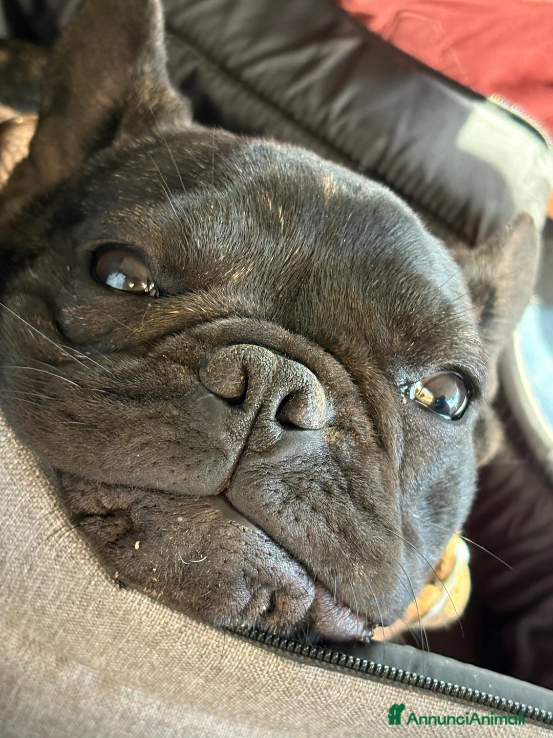 Bulldog Francese cani in regalo: Regalo Bulldog Francese Femmina con Pedigree ENCI - Annuncio 5