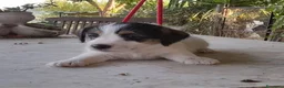 Jack Russell cani in vendita: Jack Russell Terrier Broken Ruvido cuccioli  - Annuncio 5