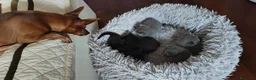 Scottish gatti in vendita: Gattini Scottish Fold & Straight con Pedigree - Annuncio 2