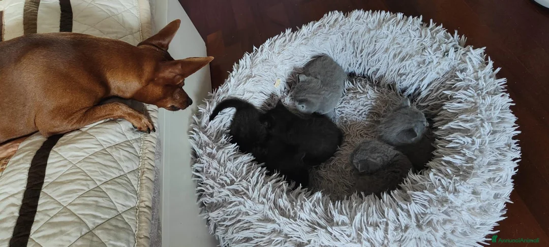 Scottish gatti in vendita: Gattini Scottish Fold & Straight con Pedigree - Annuncio 2