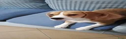 Beagle cani in vendita: Beagle femmina a Città metropolitana di Roma Capitale - Annuncio 6