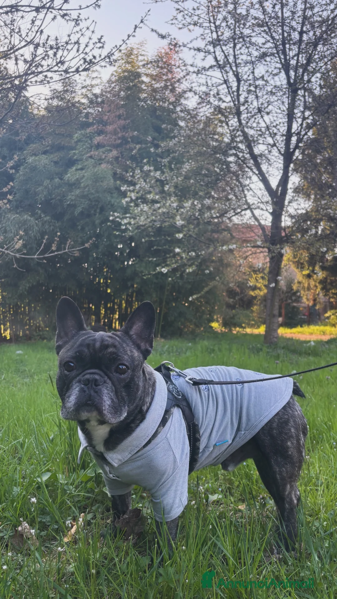 Bulldog Francese cani per accoppiamento: Tommy cerca fidanzata  a Città metropolitana di Milano - Annuncio 5