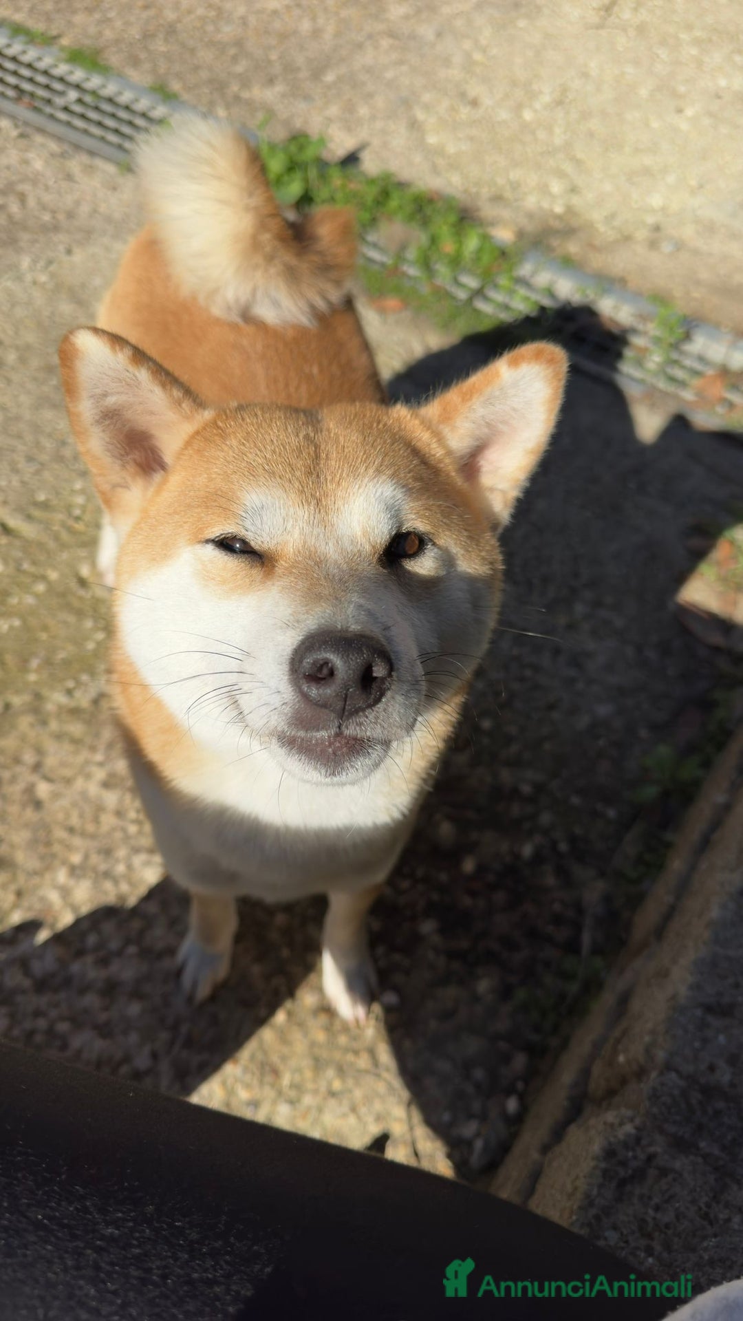 Shiba Inu cani in vendita: Cucciola SHIBA inu rossa - Annuncio 4