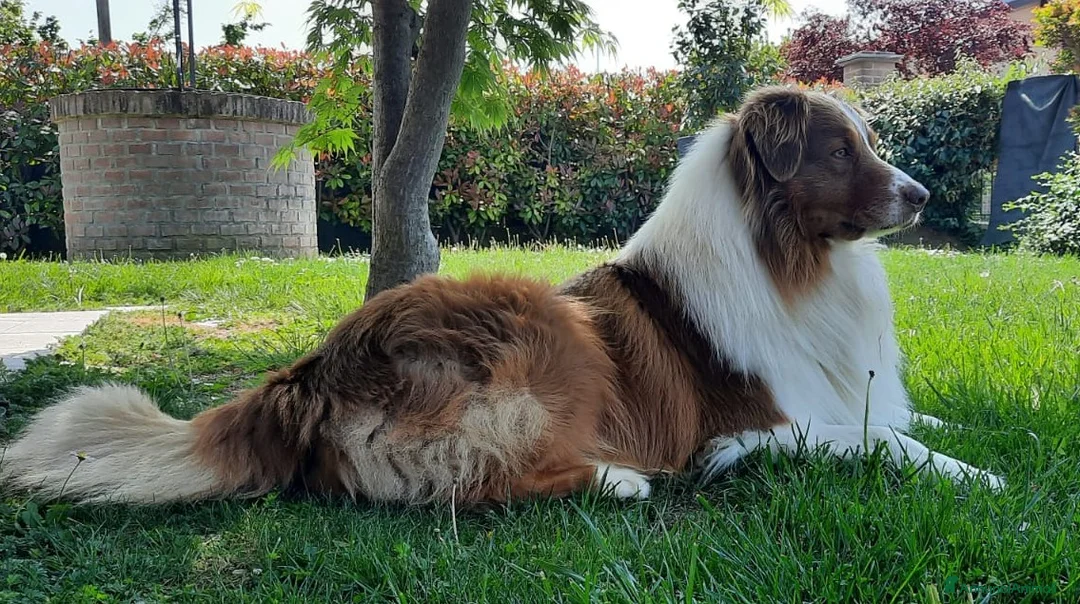 Australian Shepherd cani per accoppiamento: Pastore Australiano Maschio per accippiamento a Provincia di Pavia - Annuncio 5