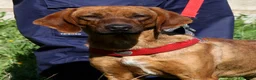 Meticcio cani in regalo: Giordan giovane segugio in adozione  - Annuncio 1