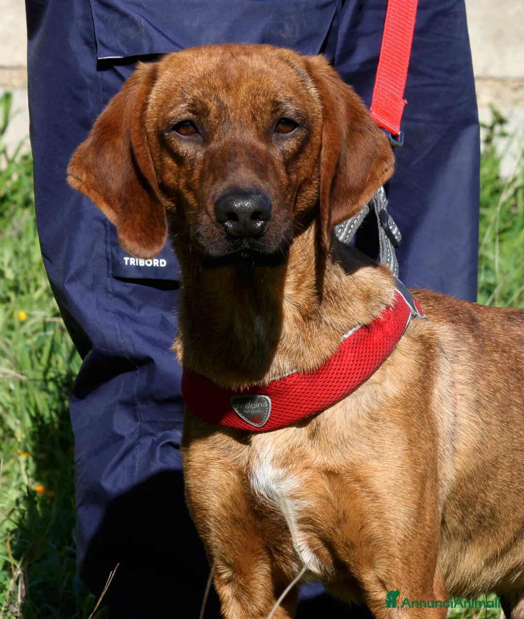 Meticcio cani in regalo: Giordan giovane segugio in adozione  - Annuncio 1