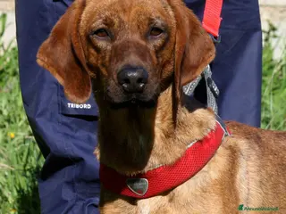 Meticcio cani Giordan giovane segugio in adozione - Annuncio 25