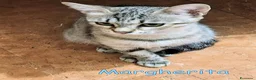 Europeo gatti in regalo: MARGHERITA GATTINA SUPER AFFETTUOSA   - Annuncio 4