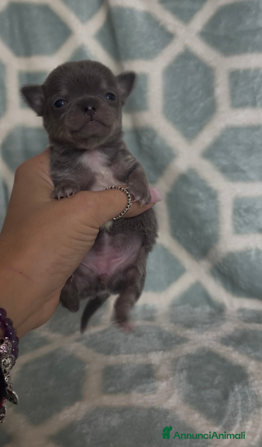 Chihuahua cani in vendita: Chihuahua  - Annuncio 2