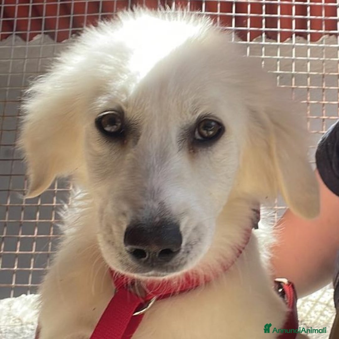 Meticcio cani in regalo: SHIRI 6 mesi - bellissima cucciolotta cerca casa a Provincia di Latina - Annuncio 5