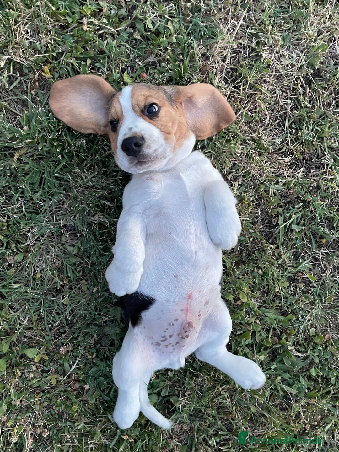 Beagle cani in vendita: Cuccioli di beagle a Provincia di Rimini - Immagine 5