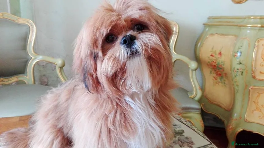 Immagine della galleria {{count}}