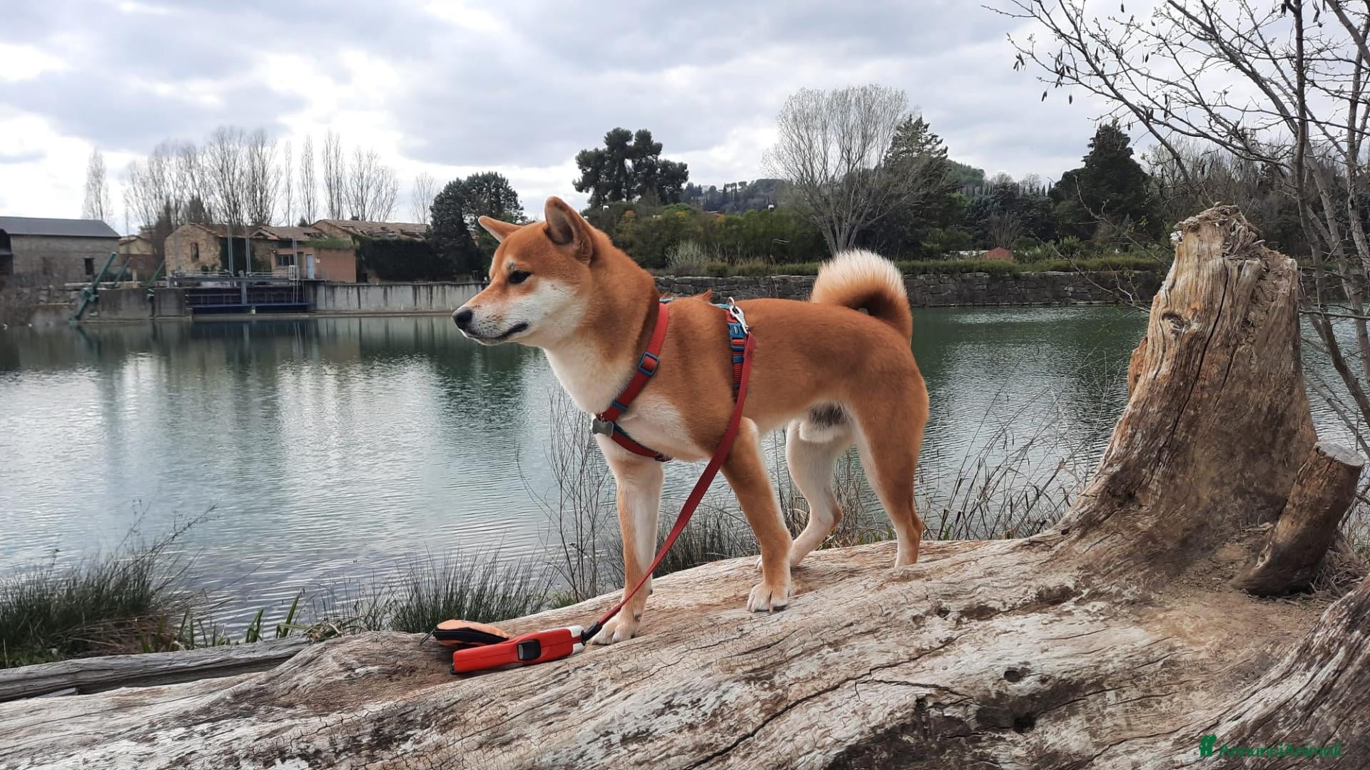 Shiba Inu cani in regalo: REGALO questo SHBA INU - Annuncio 1