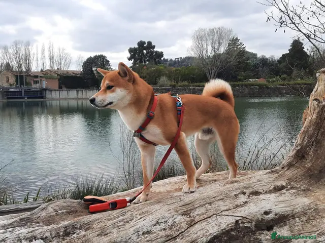 Shiba Inu cani in regalo: REGALO questo SHBA INU - Annuncio 1