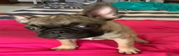 Bulldog Francese cani in vendita: Bulldog francese  - Annuncio 3