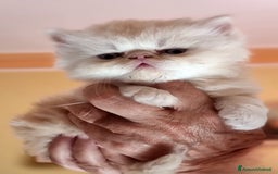 Persiano gatti in vendita: Splendidi cuccioli di gatto Persiano e Shorthair a Città Metropolitana di Cagliari - Immagine 1