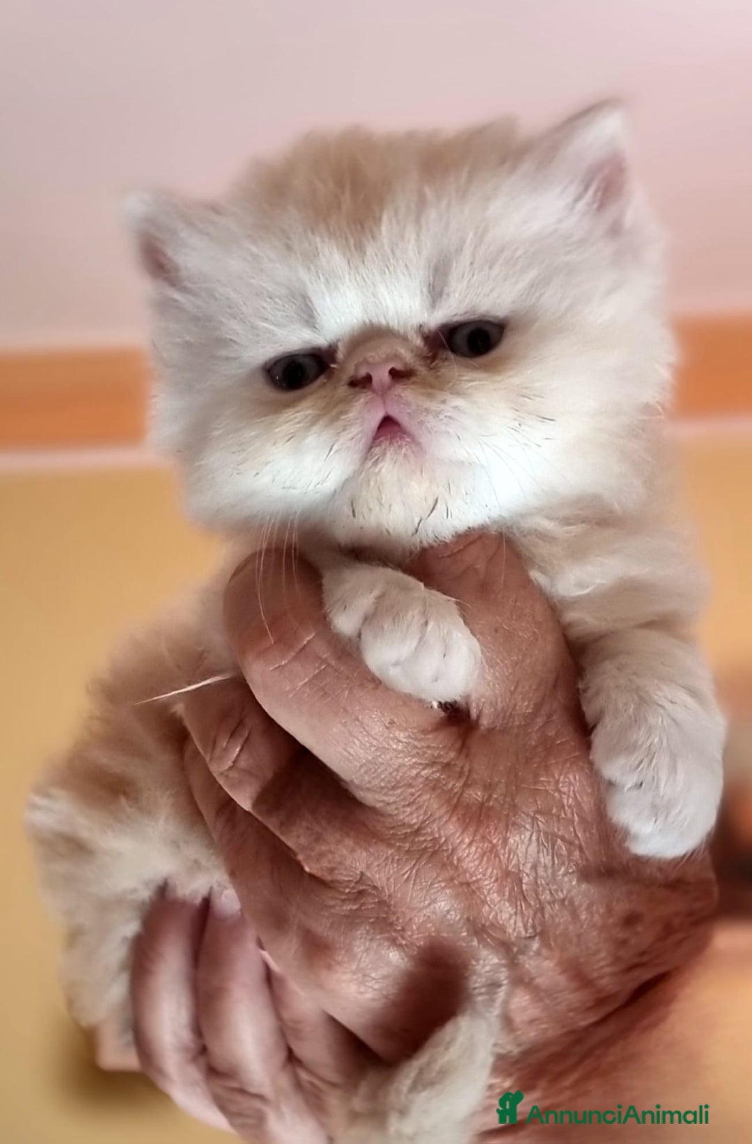 Persiano gatti in vendita: Splendidi cuccioli di gatto Persiano e Shorthair a Città Metropolitana di Cagliari - Immagine 1