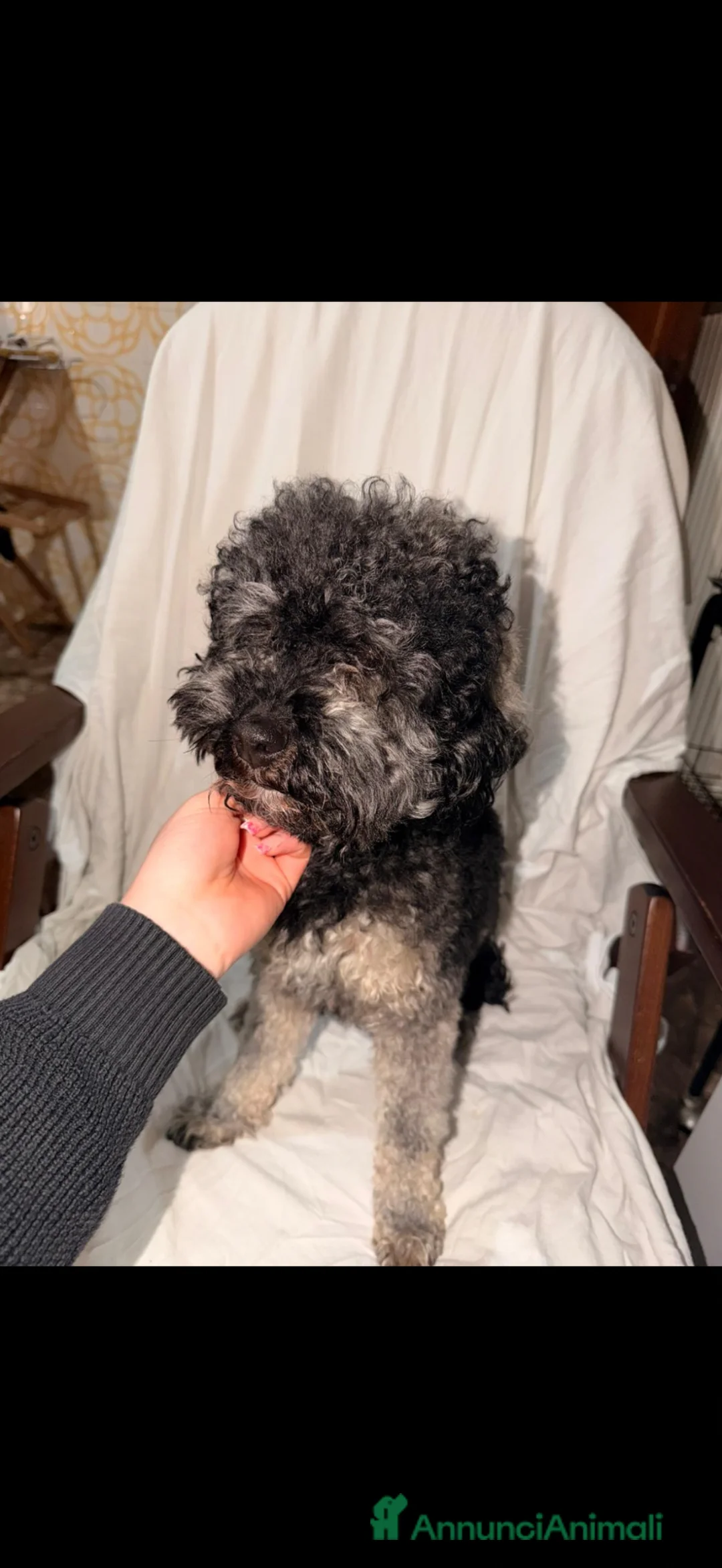Barboncino cani in vendita: cane barboncino a Provincia di Brindisi - Annuncio 2