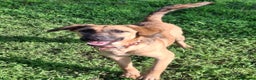 Meticcio cani in regalo: MORA 🩷 -cucciola stupenda; nessuno chiama per lei - Annuncio 8