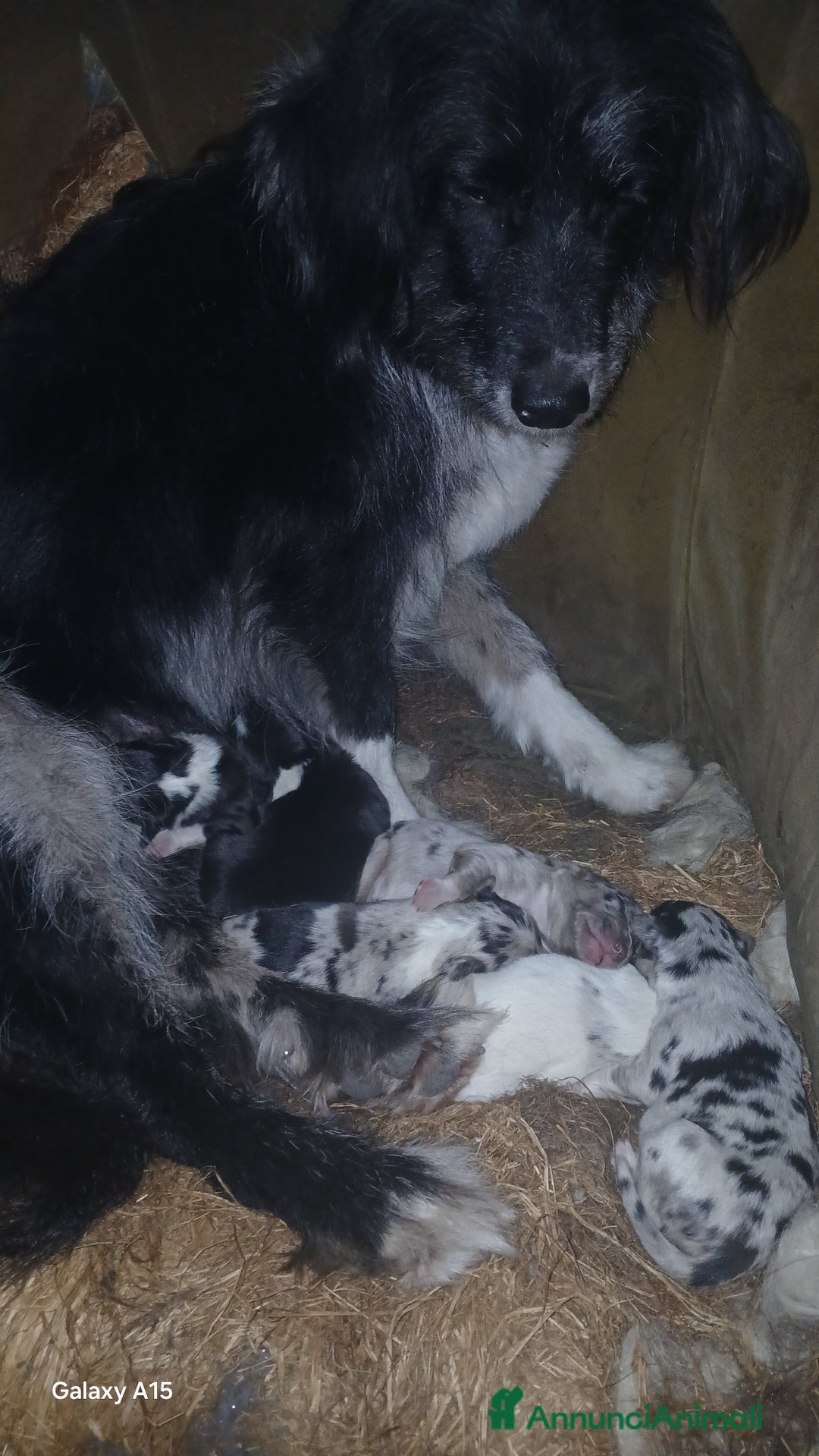 Meticcio cani in vendita: cuccioli pastore australian collie - Annuncio 7