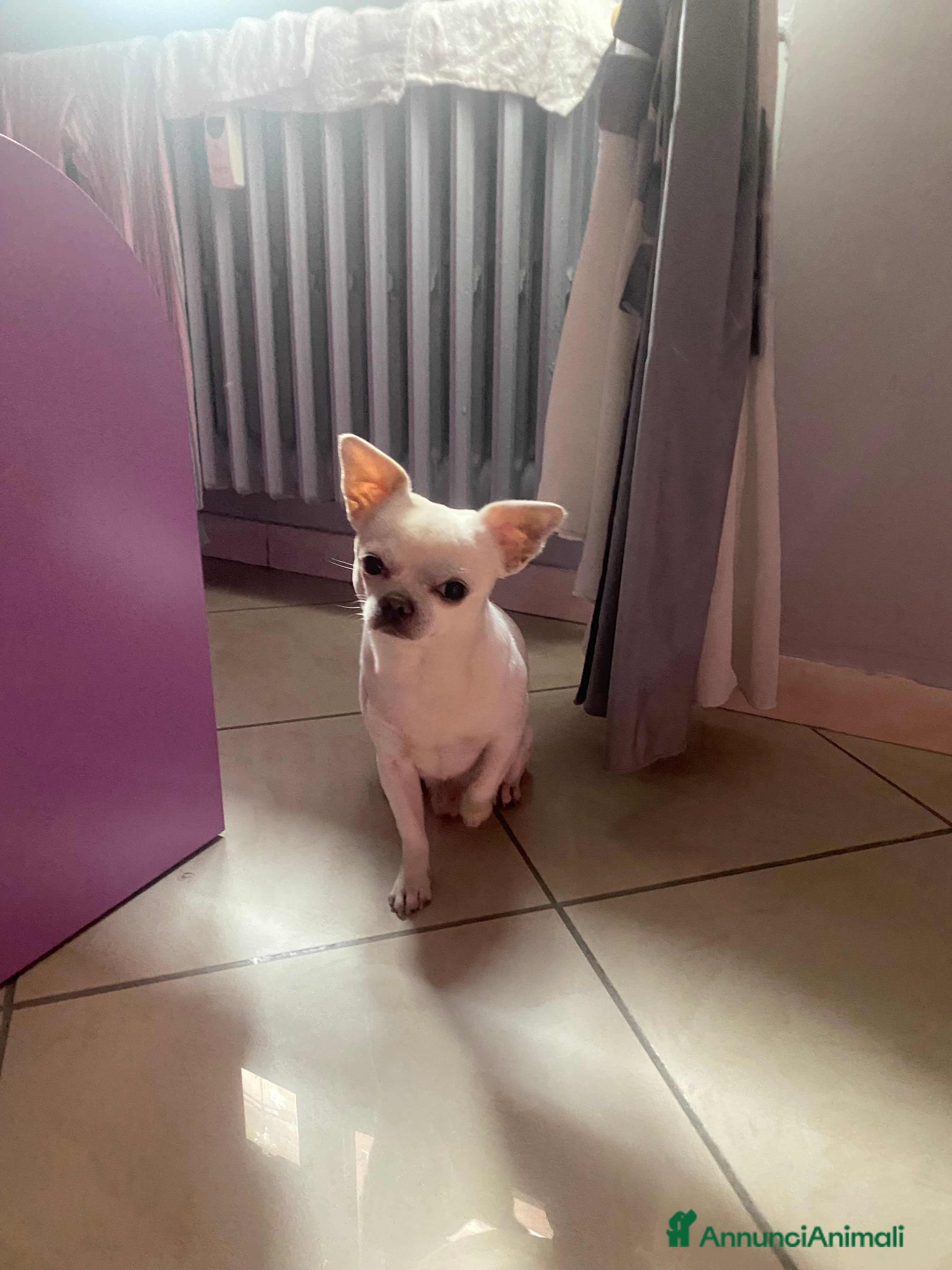 Chihuahua cani Accoppiamento per cane chihuahua maschio KING - Annuncio 3