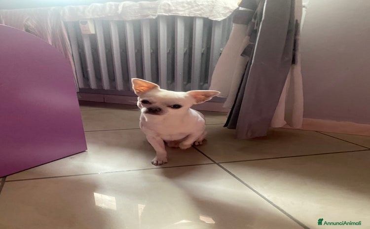 Chihuahua cani - Annuncio 6