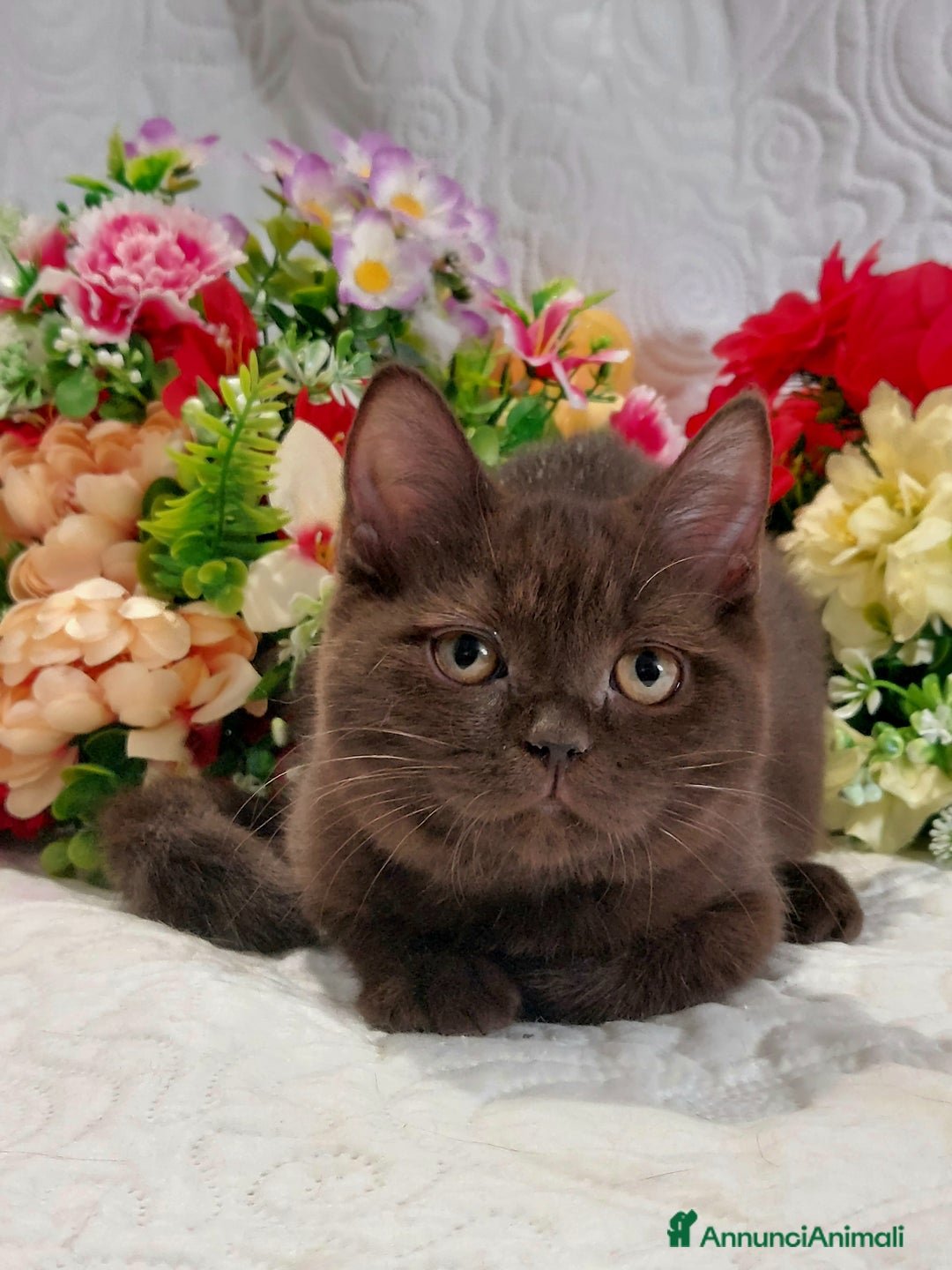 Scottish gatti in vendita: Scottish Straight Chocolat  a Città metropolitana di Roma Capitale - Immagine 5