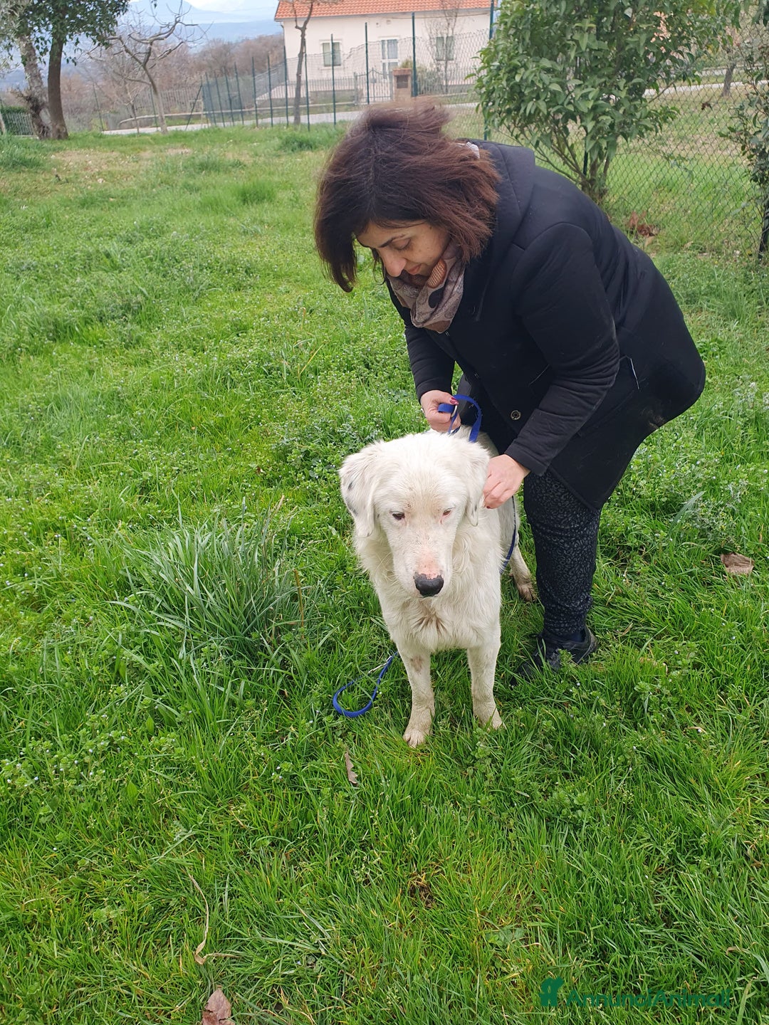 Meticcio cani in regalo: NEVE MIX GOLDEN RETRIEVER ALBINO a Provincia di Avellino - Annuncio 14