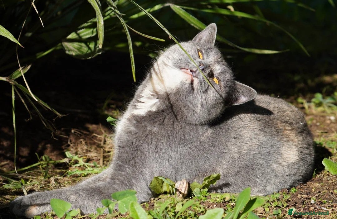 Meticcio gatti in regalo: Scheggia, gattina meravigliosa - Annuncio 4