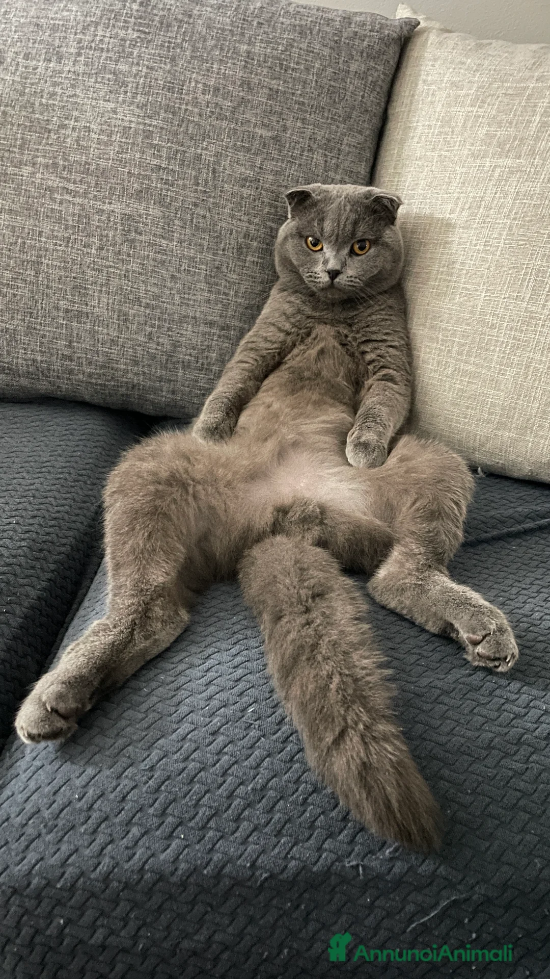 Scottish gatti per accoppiamento: Scottish Fold MASCHIO disponibile per monta - Annuncio 5