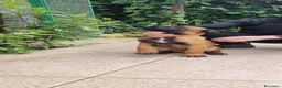 Pastore Belga cani in vendita: Cuccioli Pastore Belga Malinois in tutta Italia  a Provincia di Taranto - Annuncio 3