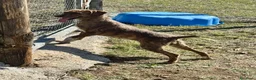 Segugio Maremmano cani in regalo: Regina 9’kg di energia e simpatia - Annuncio 3