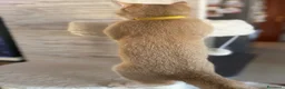 Scottish gatti in vendita: Gatto Scottish Straight  a Provincia di Latina - Annuncio 3