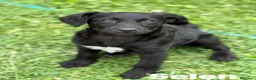 Meticcio cani in regalo: BENNY e SELEN: dolci CUCCIOLI total black!  - Annuncio 9