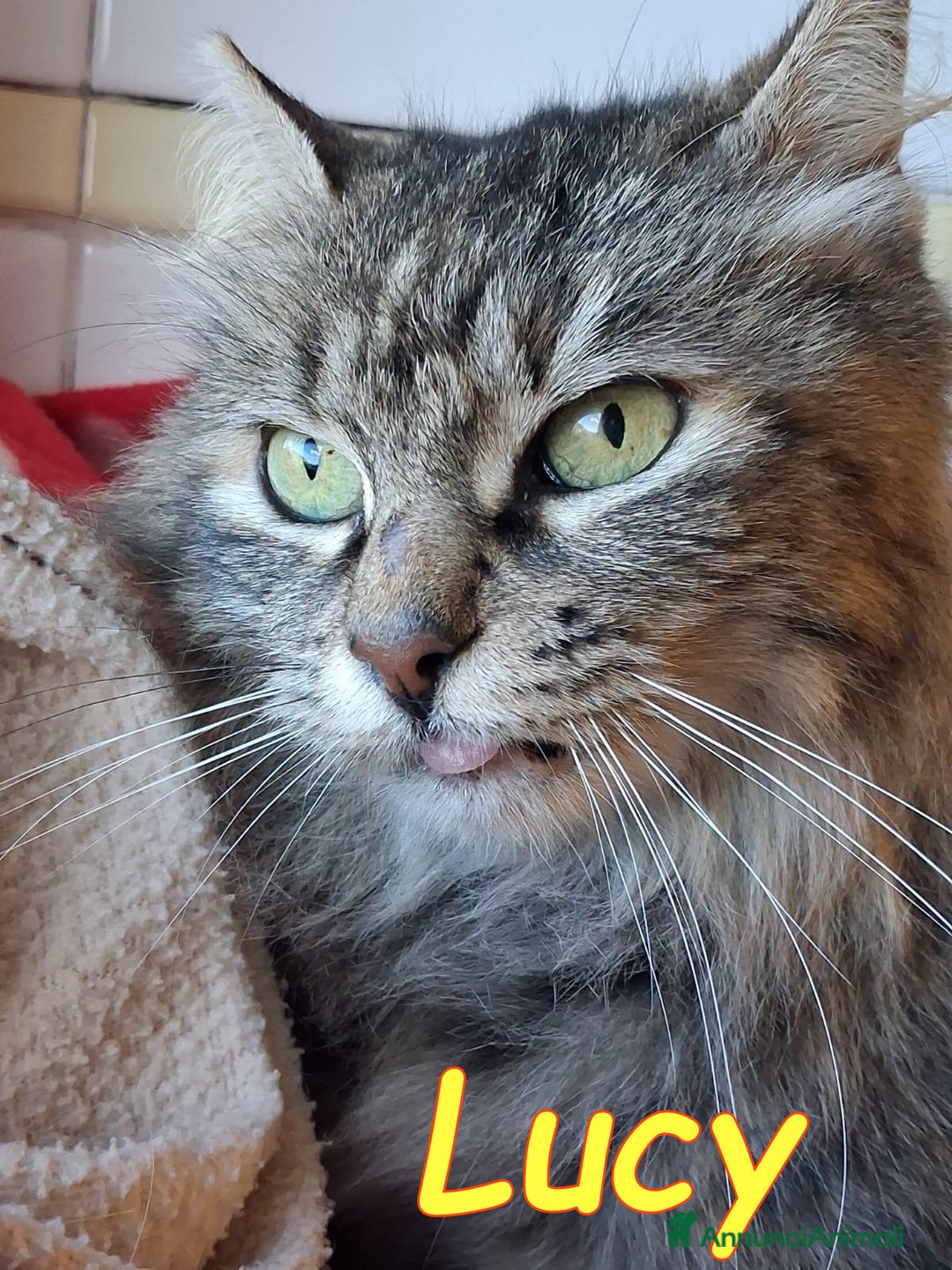 Altre razze gatti in regalo: ABBANDONATA SOTTO LA PIOGGIA. - Annuncio 1