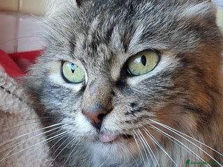 Altre razze gatti ABBANDONATA SOTTO LA PIOGGIA. - Annuncio 40