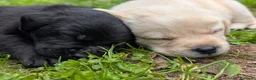 Labrador cani in vendita: Ultimo maschietto giallo di labrador retriever  a Provincia di Novara - Annuncio 7