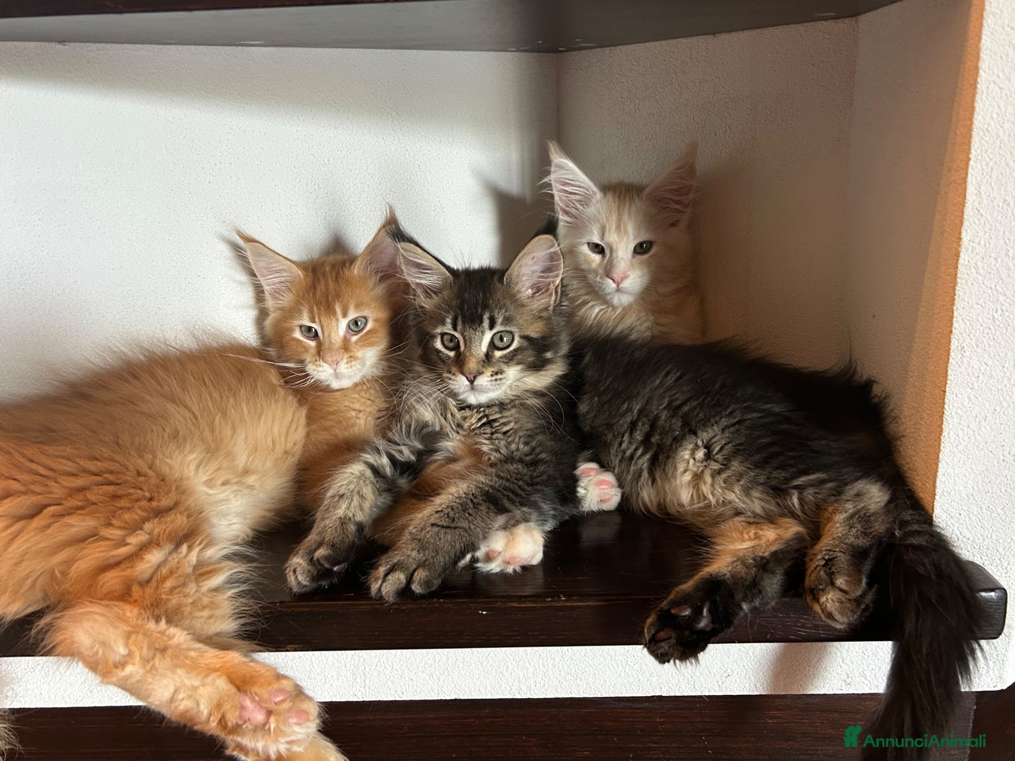 Maine Coon gatti Maine Coon  - Annuncio 1