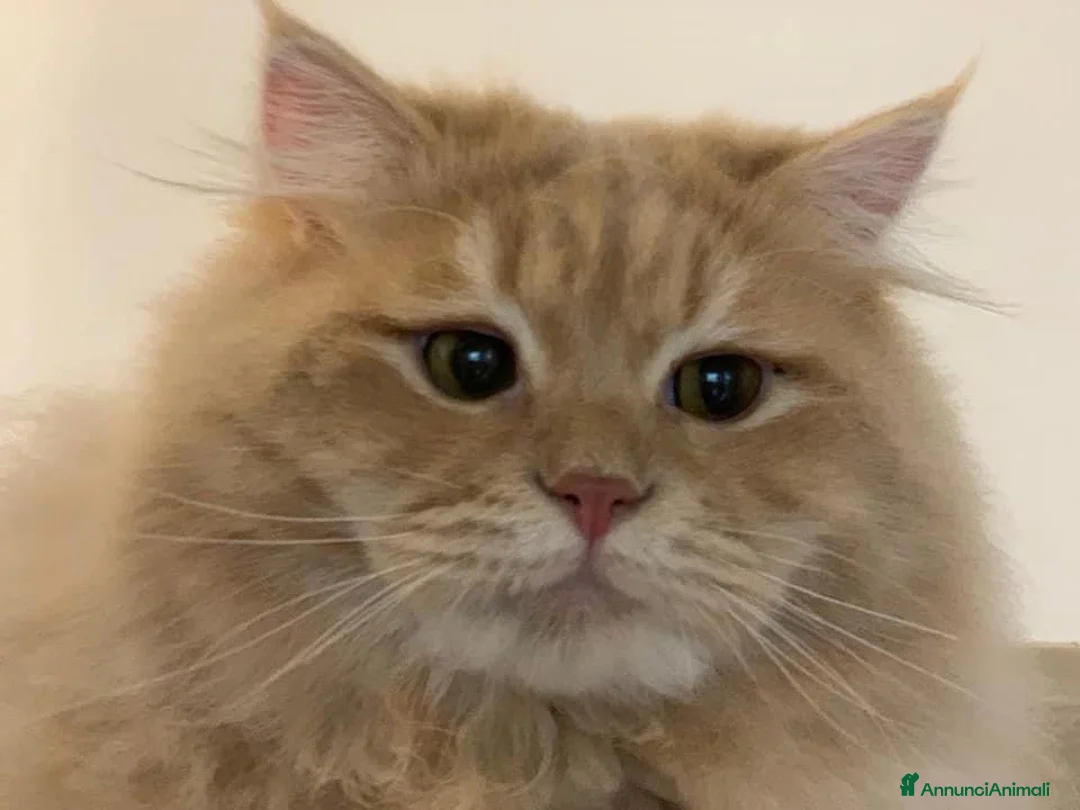 Immagine della galleria {{count}}