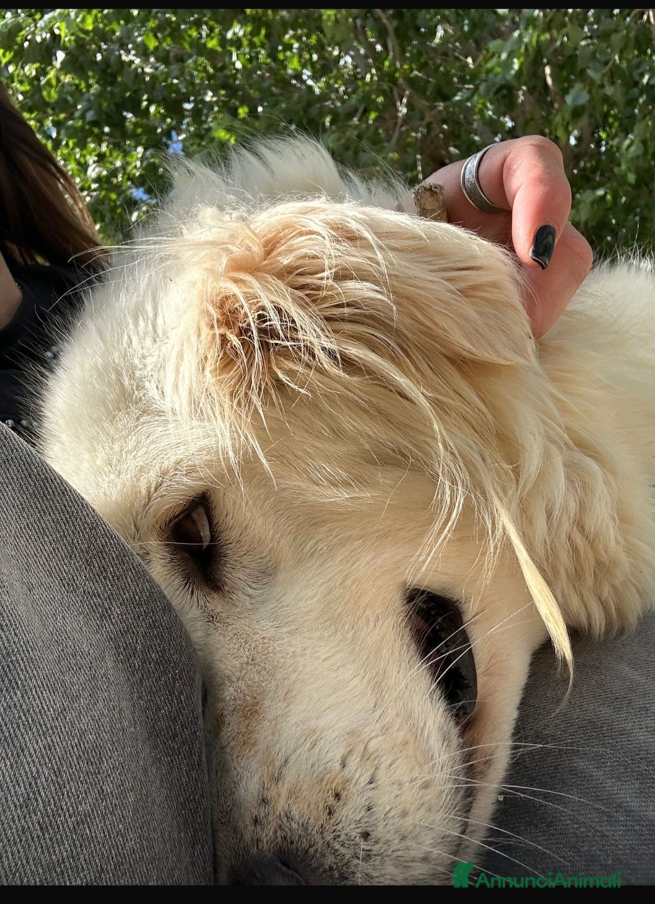 Golden Retriever cani Speranza dolcissima simil golden retriever  - Annuncio 1