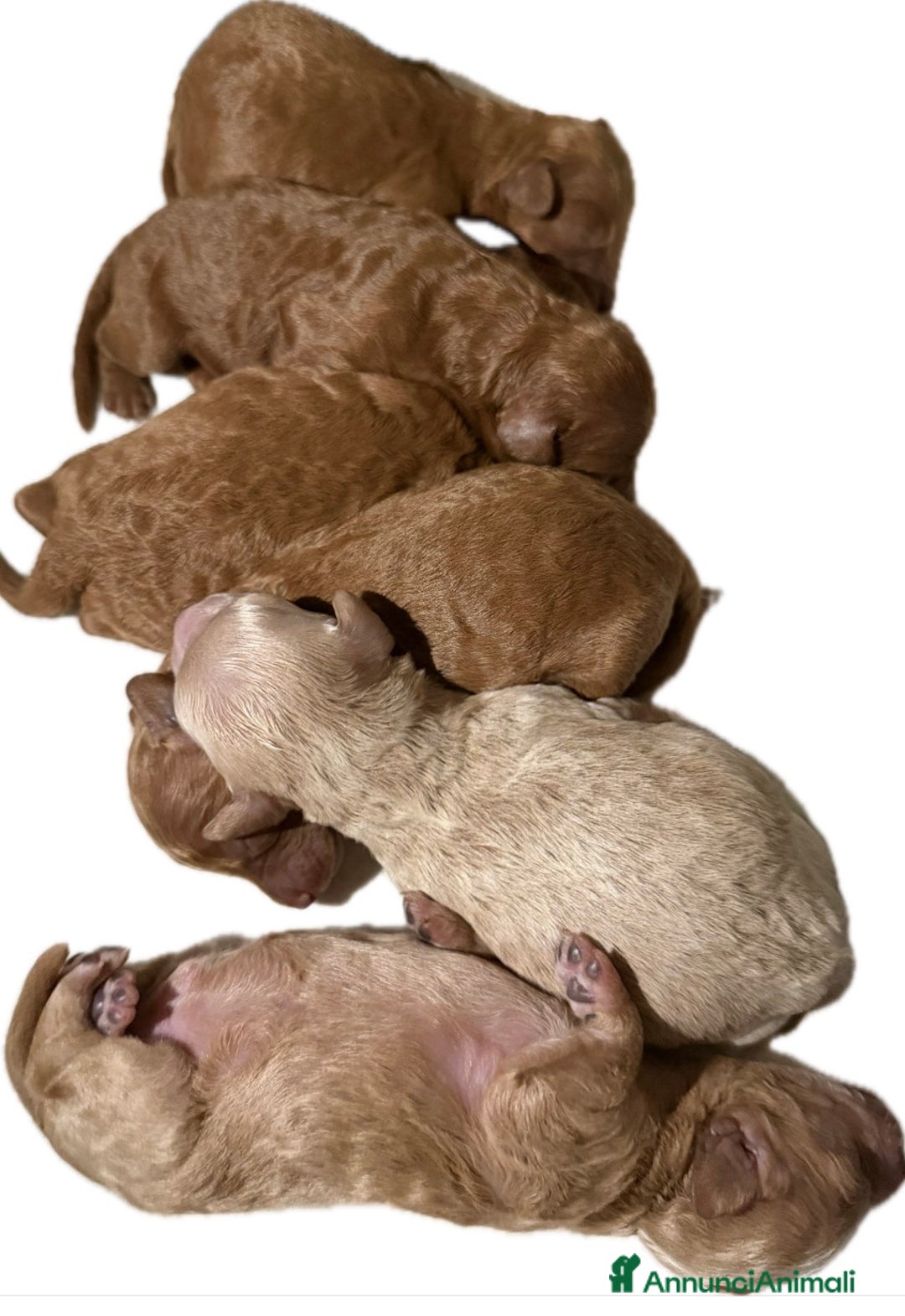 Barboncino cani in vendita: Bellissimi cuccioli di barboncino a Firenze - Annuncio 3