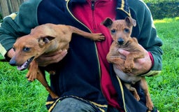 Pinscher Miniatura cani in vendita: simpaticissimo cucciolo di pinscher nano - Immagine 5