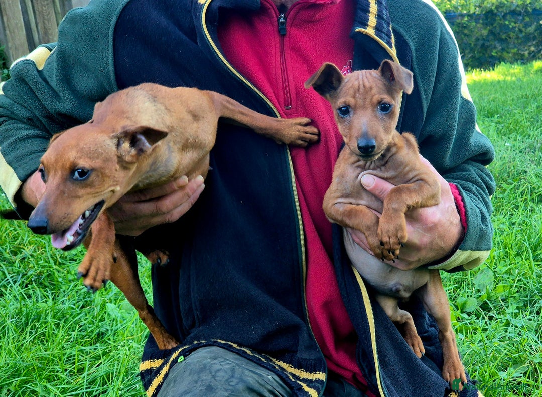 Pinscher Miniatura cani in vendita: simpaticissimo cucciolo di pinscher nano - Immagine 5