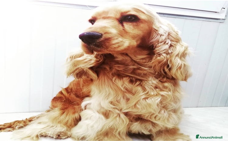 Cocker cani a Provincia di Ancona - Annuncio 2