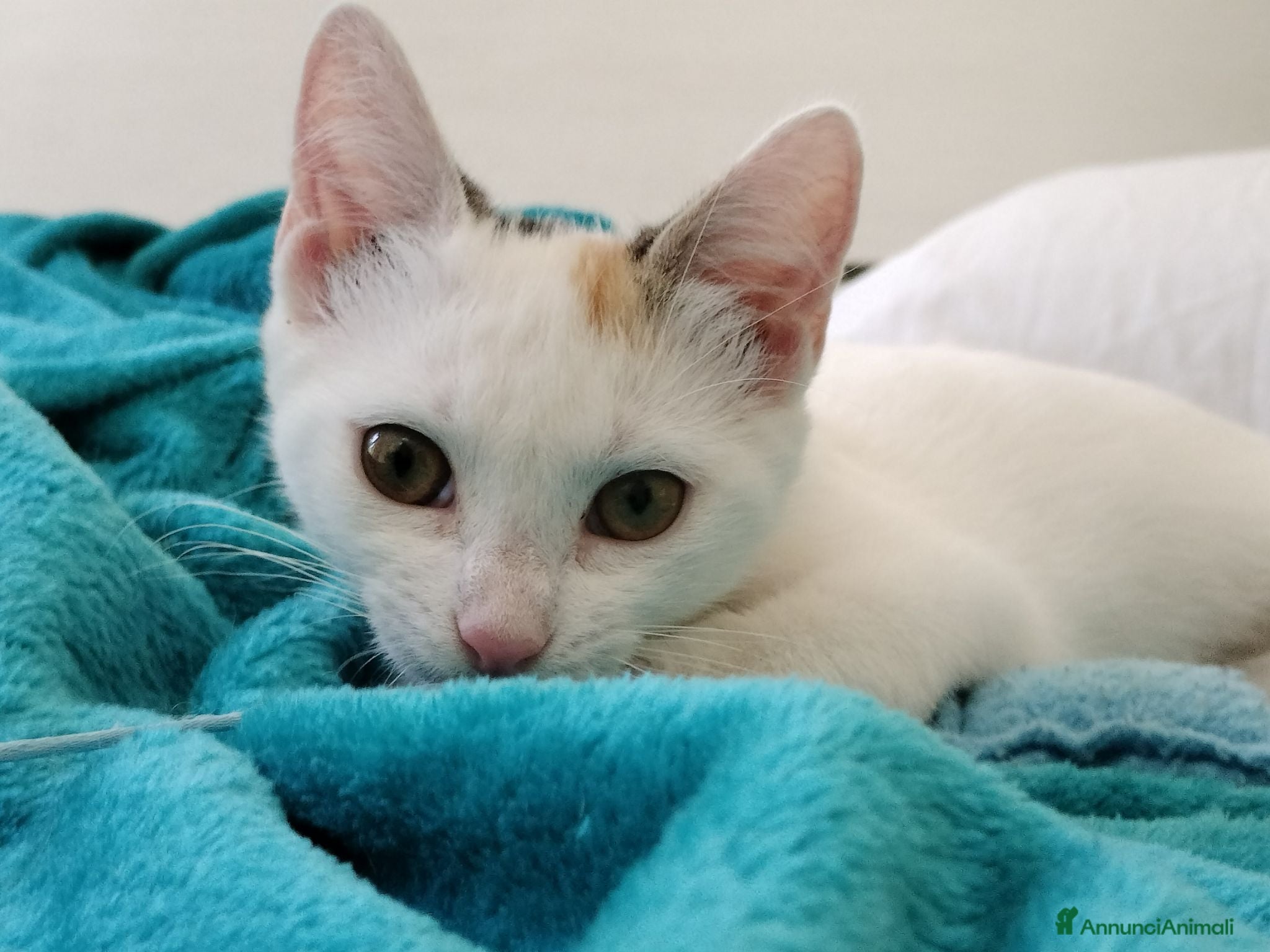 Europeo gatti Meravigliosa gattina di 3 mesi - Annuncio 19