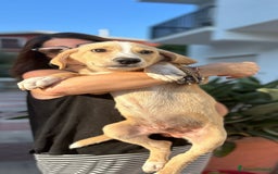 Meticcio cani in regalo: Stefano, Nicola & Giacomo, 3 mesi a Provincia di Bergamo - Immagine 6