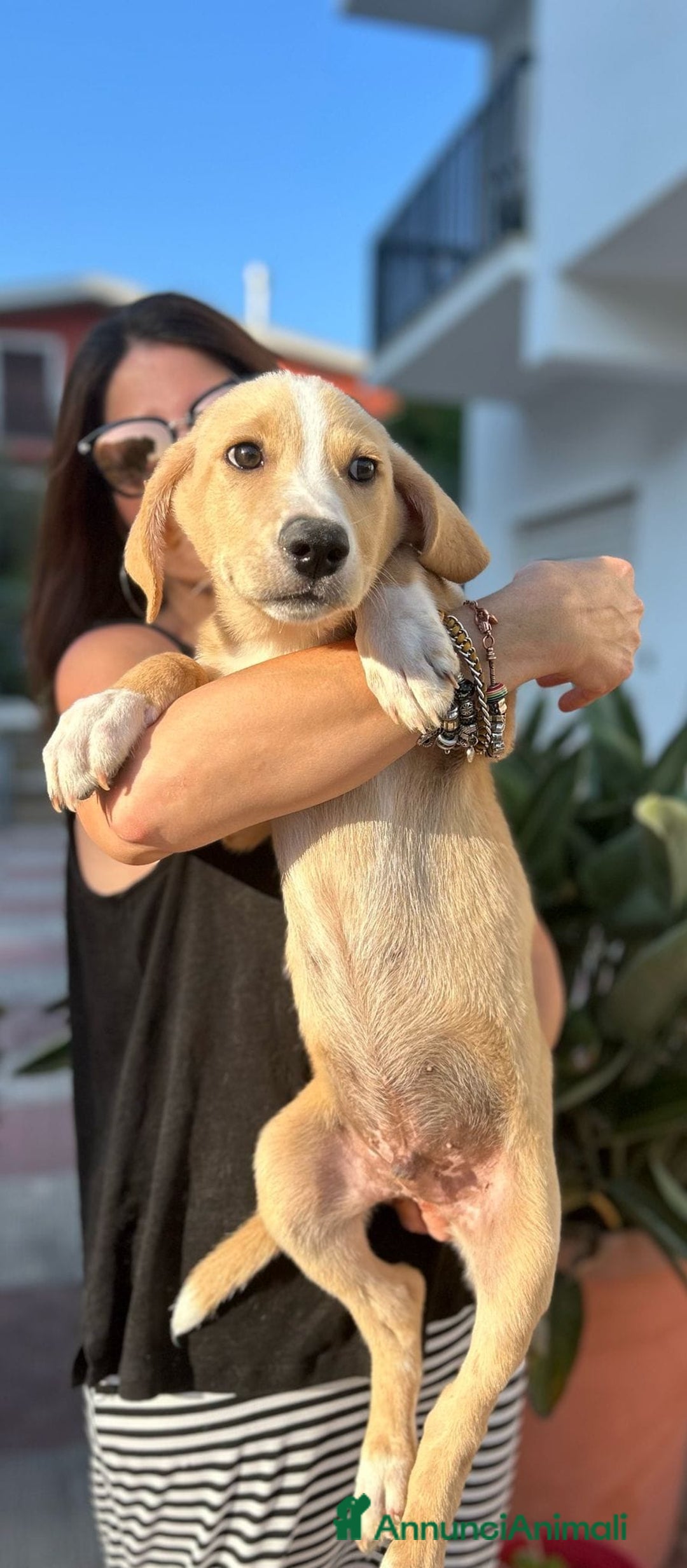 Meticcio cani in regalo: Stefano, Nicola & Giacomo, 3 mesi a Provincia di Bergamo - Immagine 6